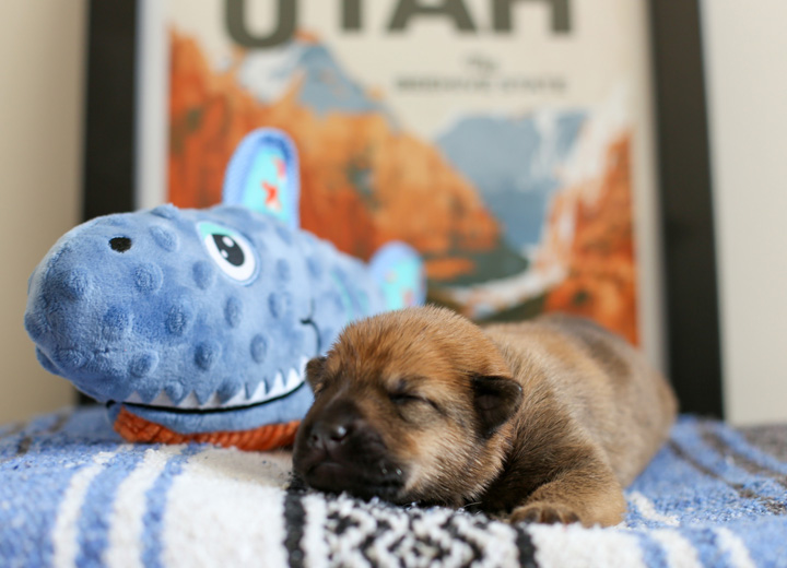 chinook puppy